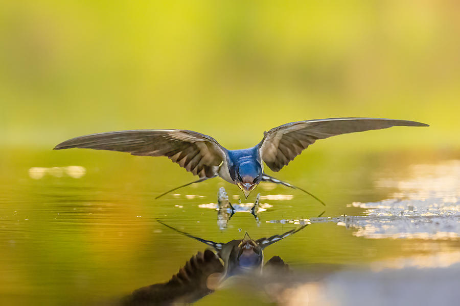 Swallow Photograph - Skimming #1 by Siyu And Wei Photography