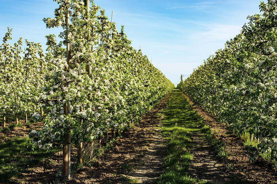 Skinny Apple Trees Marching #1 Photograph by Tom Cochran
