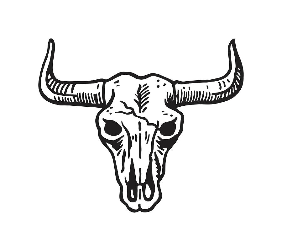 Skull and Horns of Steer Drawing by CSA Images - Fine Art America