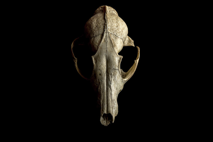 Skull Of Fox Photograph