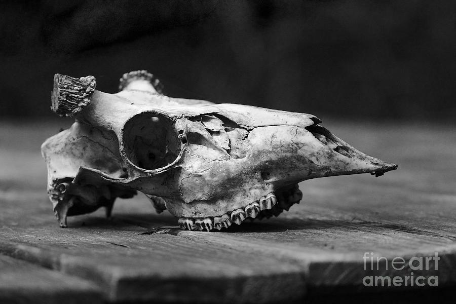 Skull Photograph