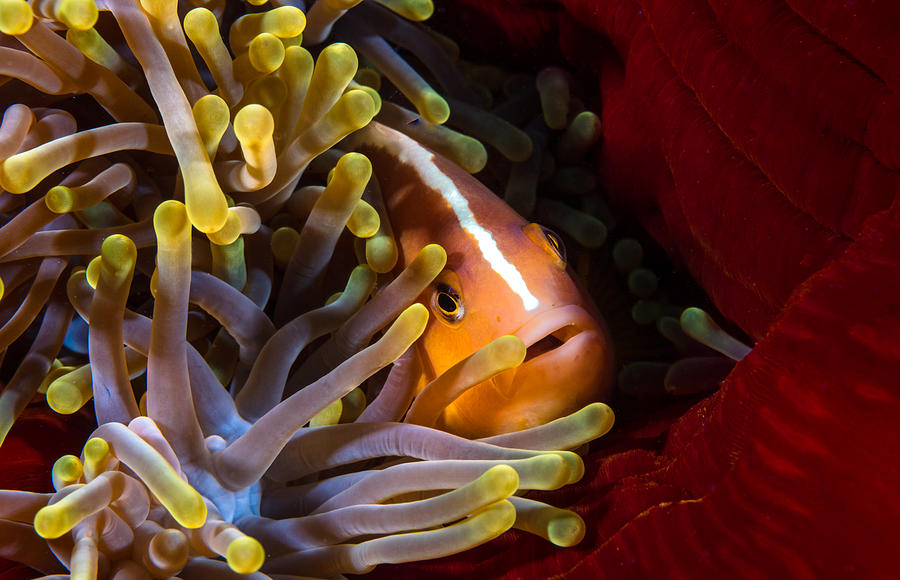 Skunk Clownfish Photograph by Barathieu Gabriel - Fine Art America