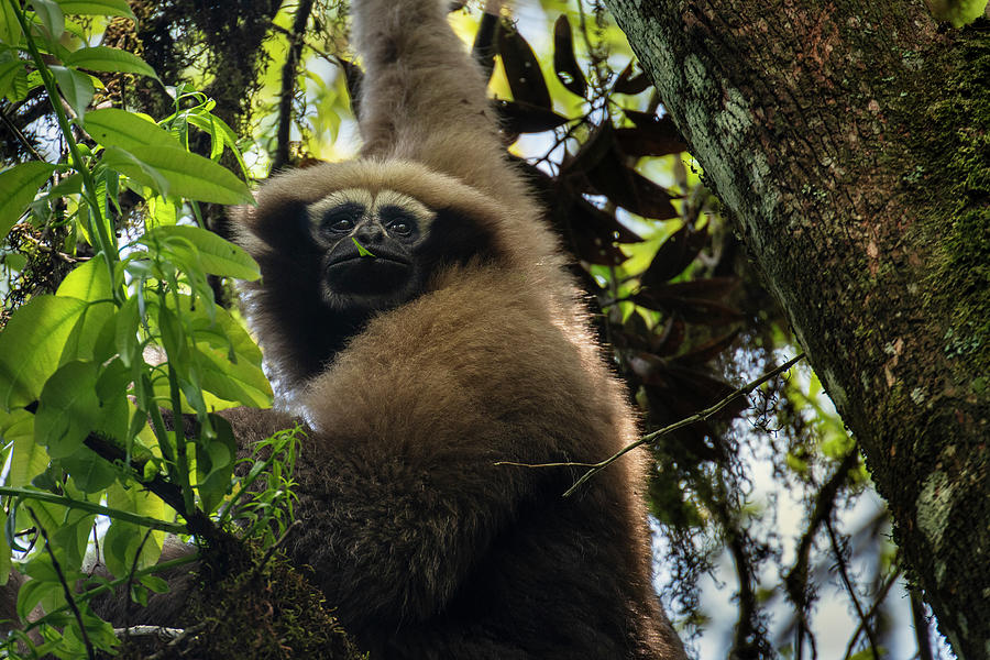 Skywalker Hoolock Gibbon Hanging From Tree, China Photograph by Magnus ...