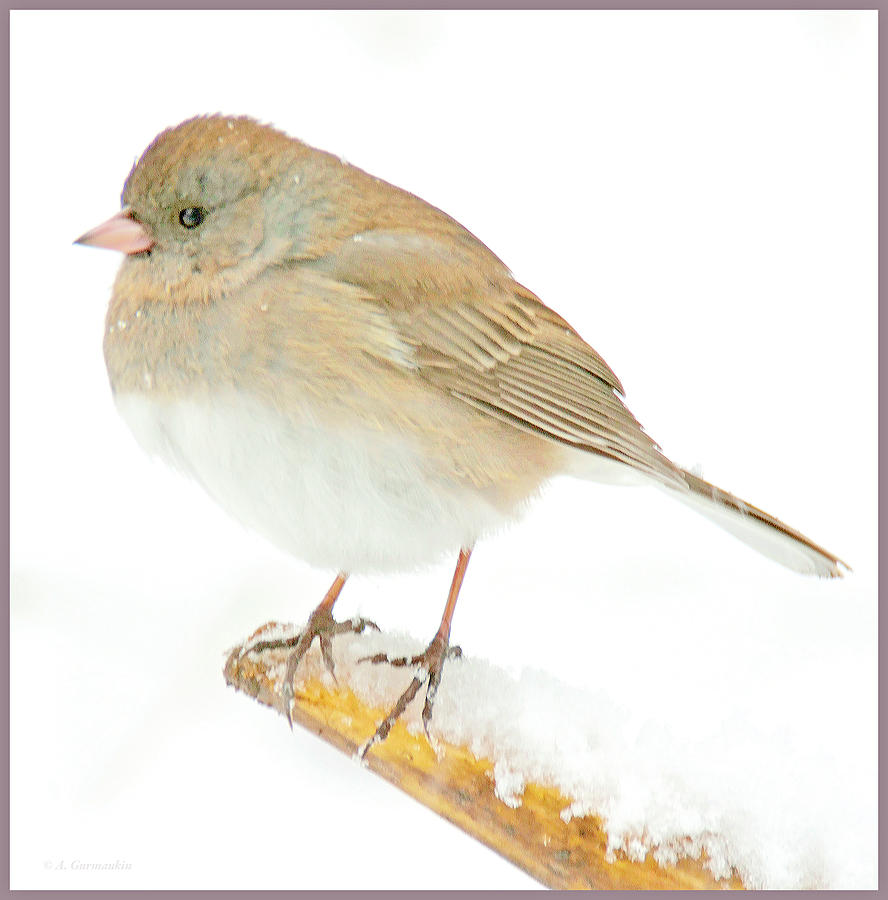 Slate-colored Junco, Snowbird, Female, Animal Portrait #1 Photograph by A Macarthur Gurmankin