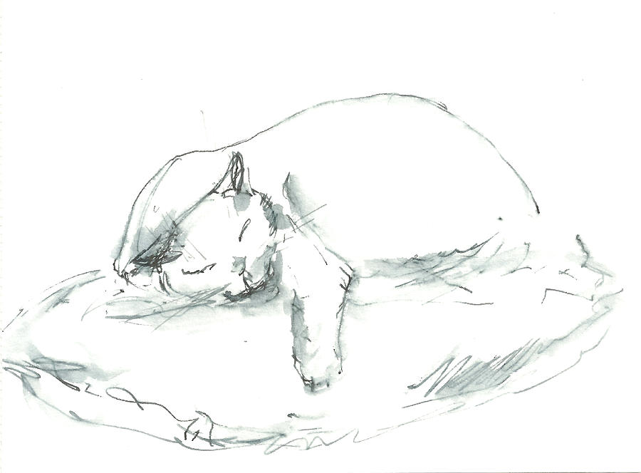 Sleeping cat Drawing by Pavel Kashirin