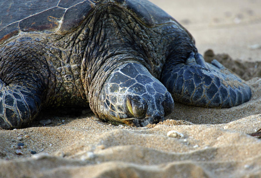 Sleeping Turtle #2 Photograph by Anthony Jones