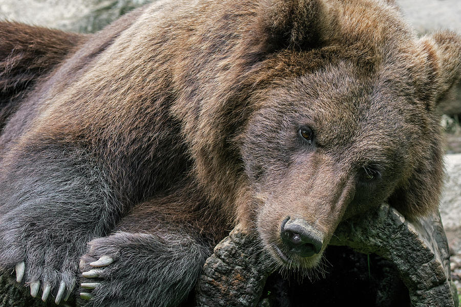 Sleepy Brown Bear #1 Photograph by Arterra Picture Library