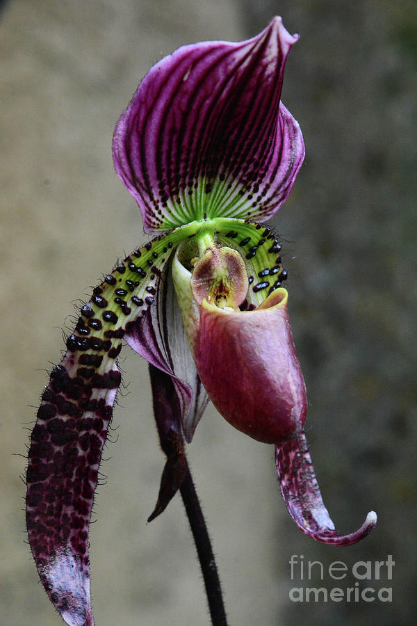 Slipper Orchid #1 Photograph by Cindy Manero