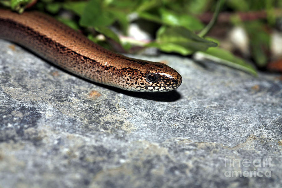 Slow Worm #1 Photograph by Dr Keith Wheeler/science Photo Library