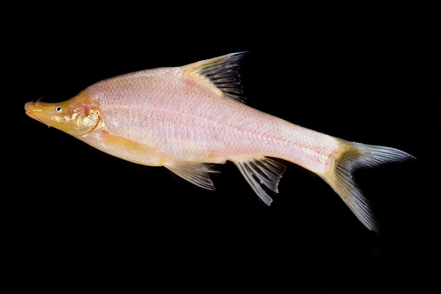 Small-eyed Golden Line Barbel #1 Photograph by Dante Fenolio