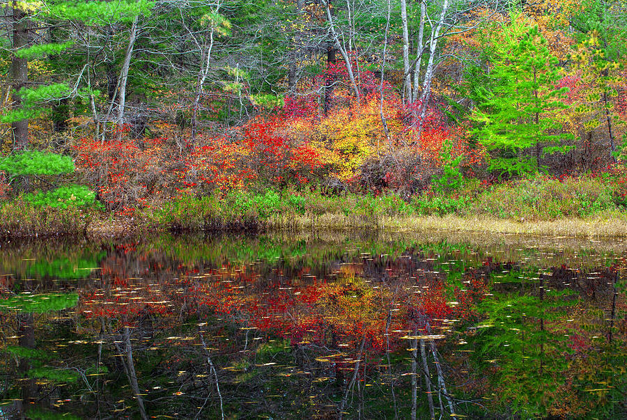 Small Pond In Autumn #1 Photograph by Michael Gadomski