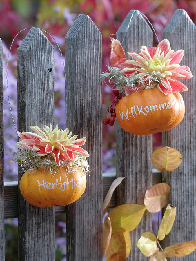 Small Pumpkins With Message Hanging On Fence #1 Photograph by Friedrich Strauss
