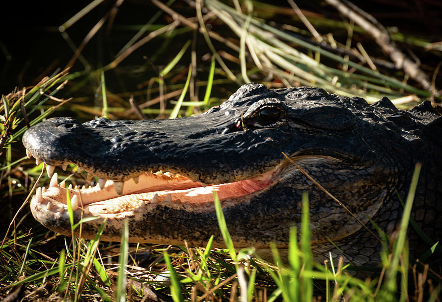 Smile Photograph by Molly Grabill - Fine Art America