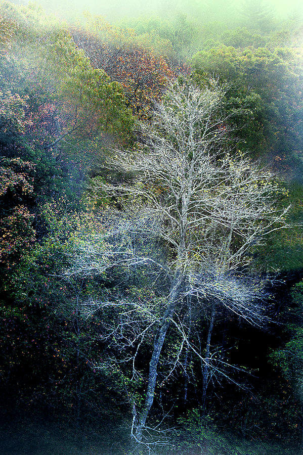 Smoky Mountain Trees #1 Photograph by David Chasey