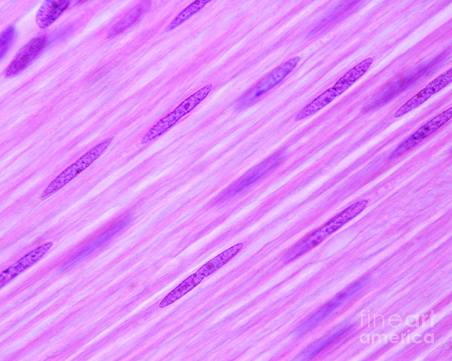 Smooth Muscle Fibres #1 Photograph by Jose Calvo / Science Photo Library