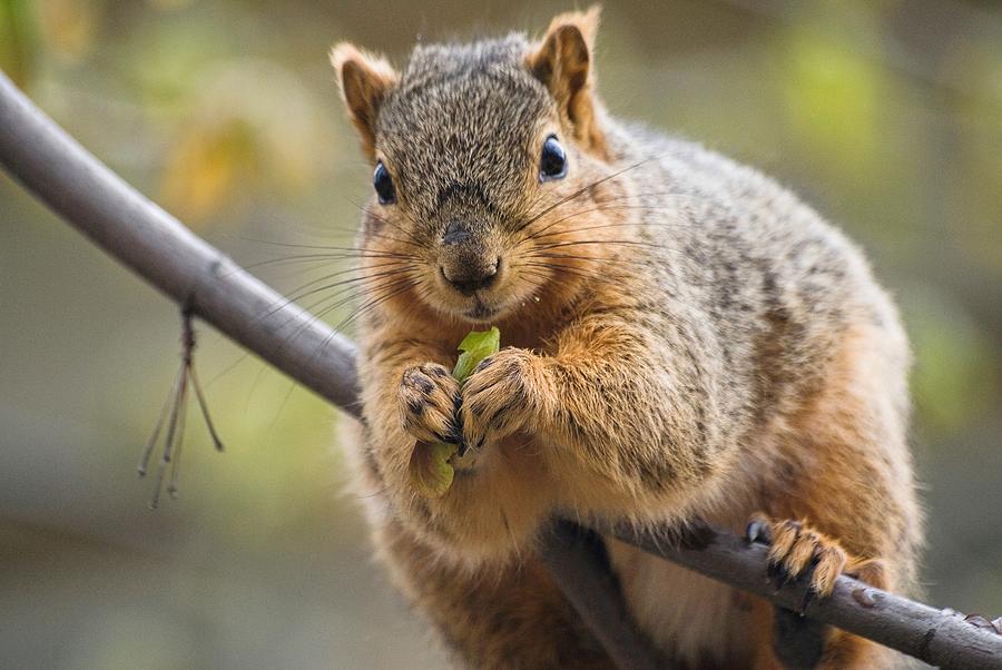Snacking Squirrel #1 Photograph by Don Northup
