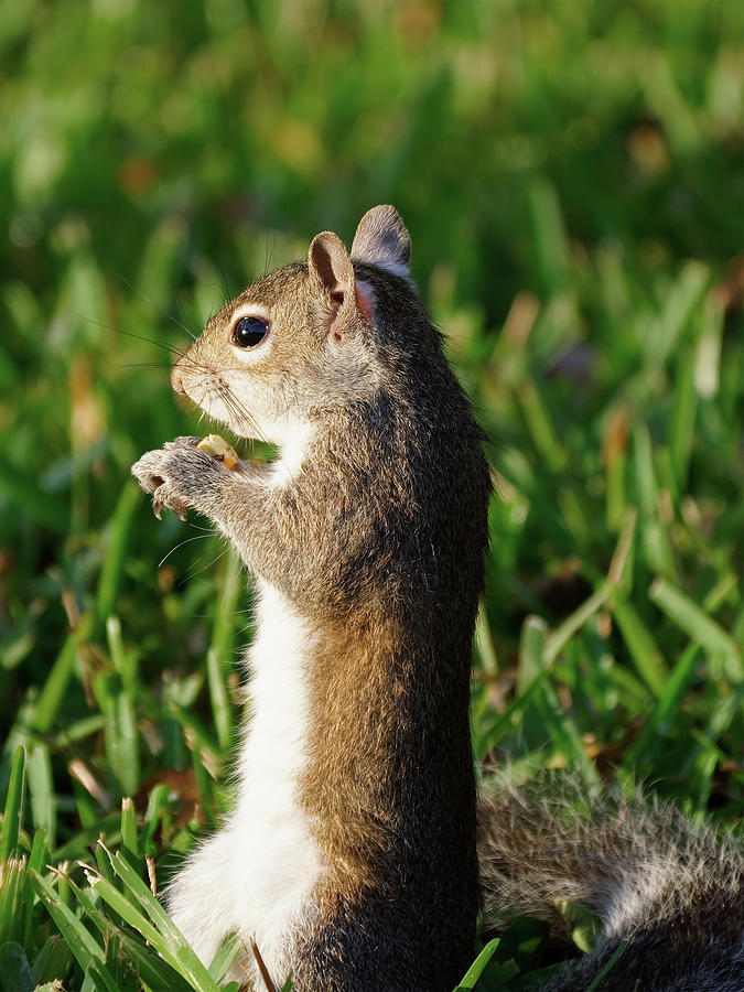 Snacking Squirrel Photograph