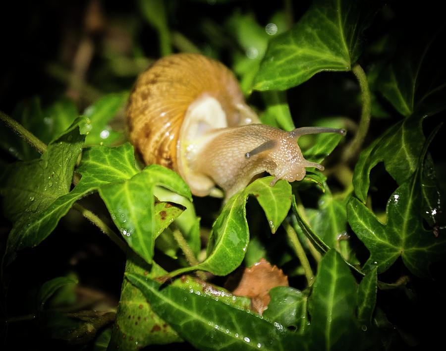 Snail hiding in a plant #1 Photograph by Donald Pash