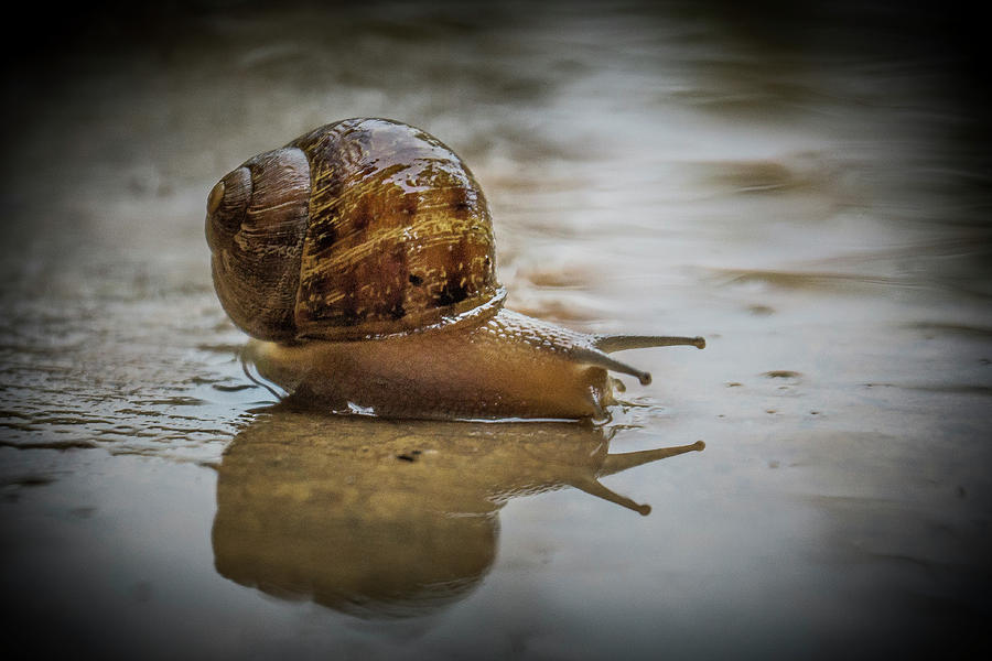 Snail lying in Rainwater #1 Photograph by Donald Pash