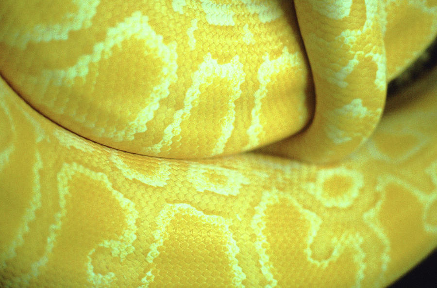 Snake Photograph by John Foxx Snake Photograph by John Foxx