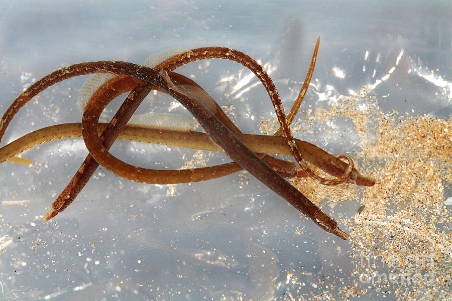 Snake Pipefish #1 Photograph by Dr Keith Wheeler/science Photo Library