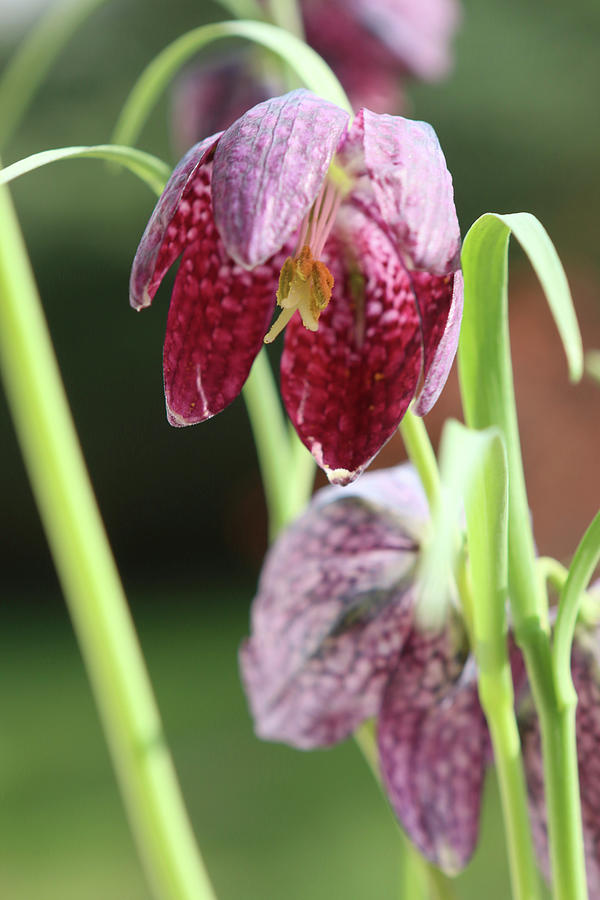 Snakes Head Fritillary Against Blurred Background #1 Photograph by Regina Hippel