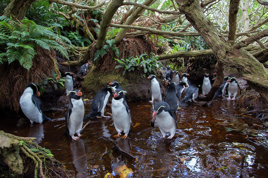 Snares Island Crested Penguin Colony In Forest, Snares #1 Photograph by ...