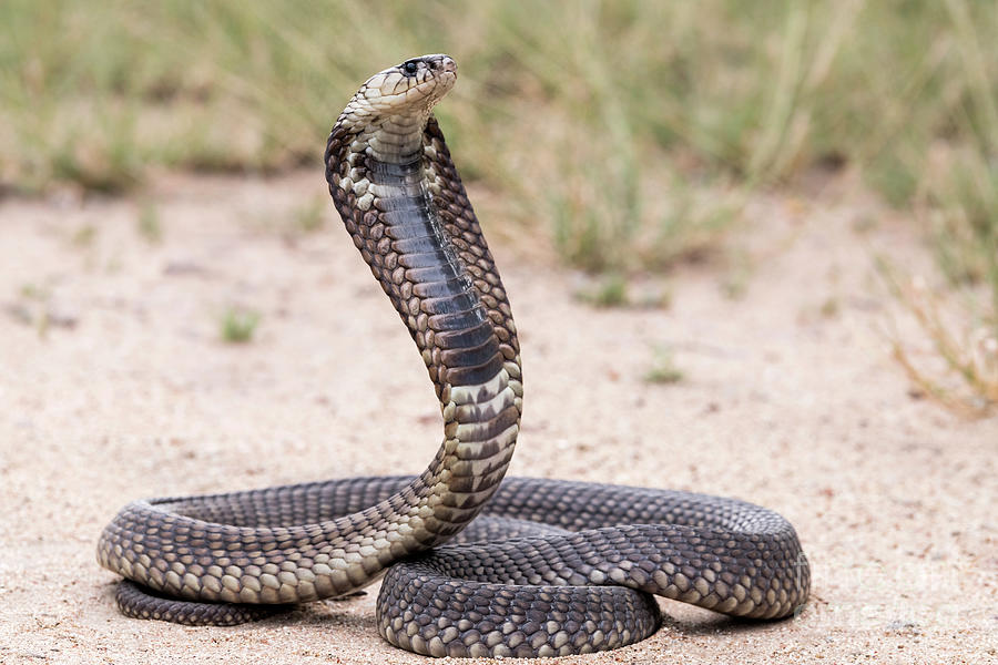 Snouted Cobra With Hood Expanded In Threat Pose #1 Photograph by Tony Camacho/science Photo Library