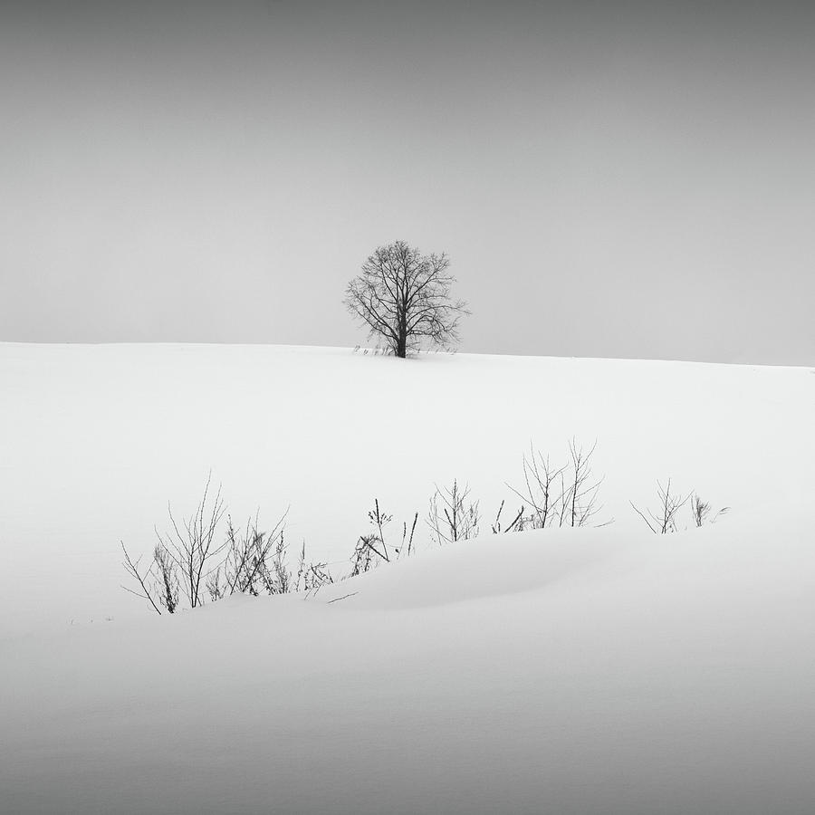 Snow and Trees VI by Francis Ansing Snow and Trees VI by Francis Ansing