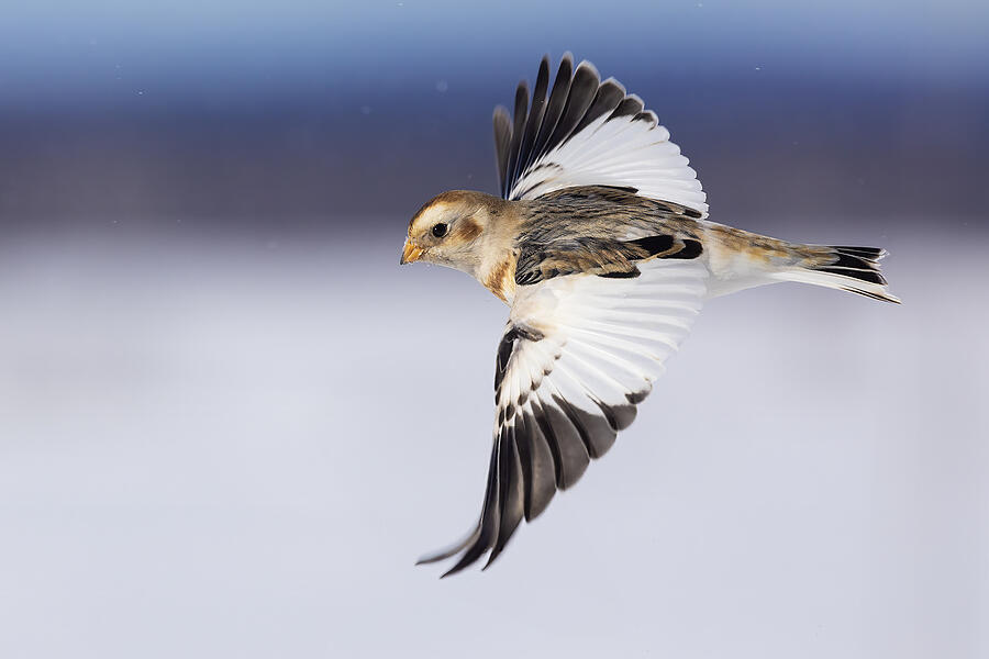 Bunting Photograph - Snow Bunting In Winter #1 by Mircea Costina