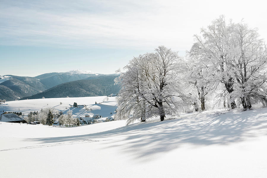 Snow-covered Beeches fagus In Winter, Schauinsland, Near Freiburg Im Breisgau, Black Forest, Baden-wurttemberg, Germany #1 Photograph by Daniel Schoenen Fotografie