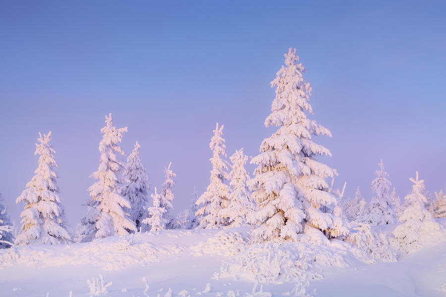 Snow Covered Fir Trees #1 Photograph by Cornelia Doerr