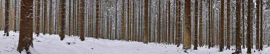 Snow-covered Forest In Winter #1 Photograph by Hans-peter Merten