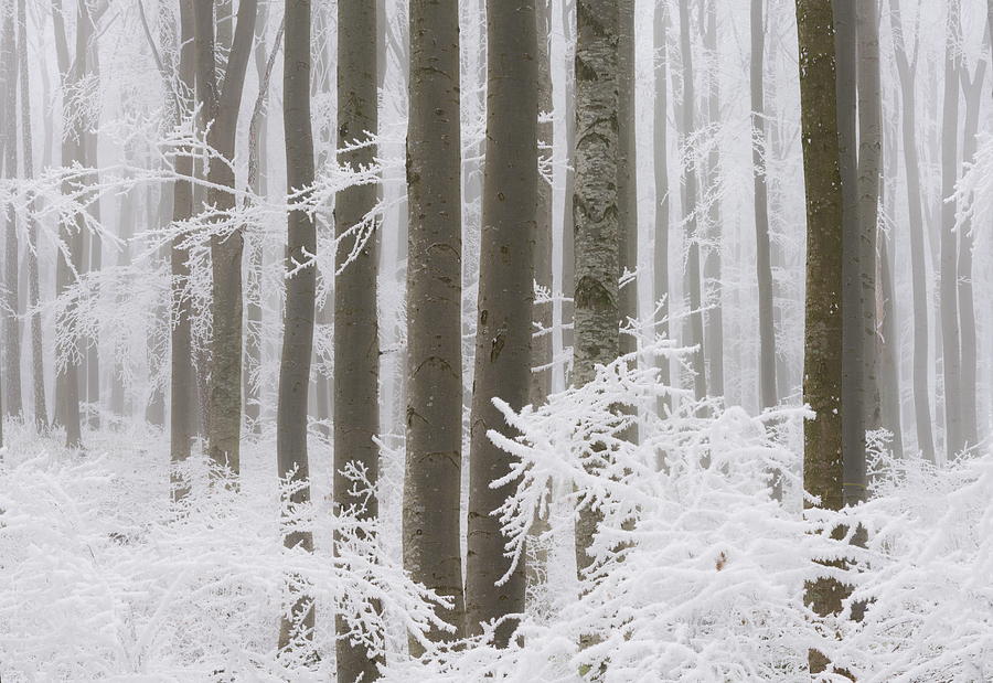 Snow Covered Forest #1 Digital Art by Rainer Mirau