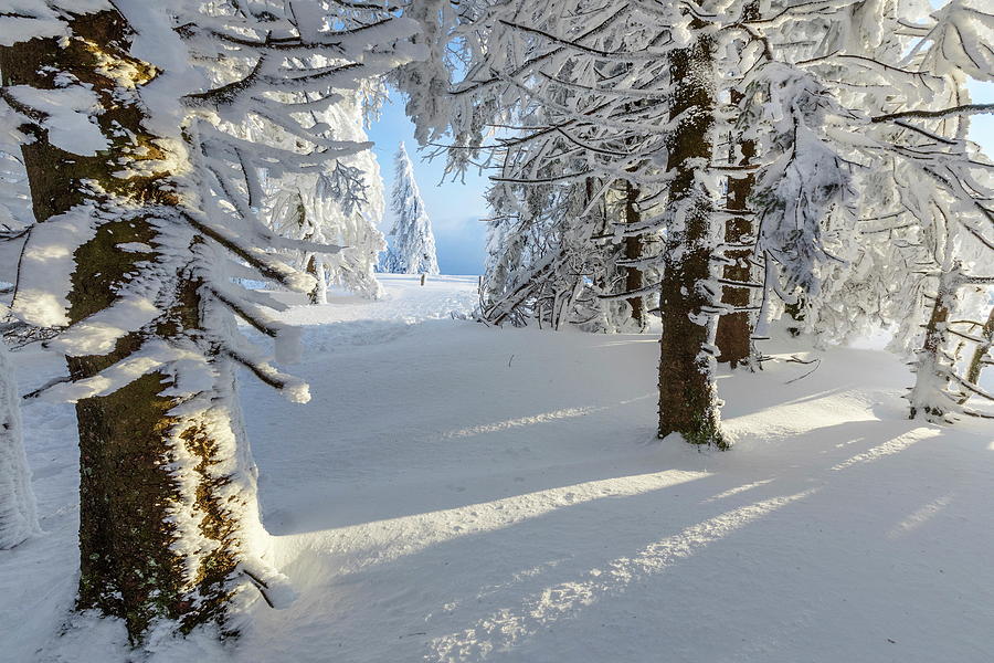 Snow Covered Forest #1 Digital Art by Reinhard Schmid