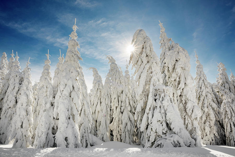 Snow-covered Spruce Trees picea In Winter, Feldberg, Todtnauberg, Black Forest, Baden-wuerttemberg, Germany #1 Photograph by Daniel Schoenen Fotografie