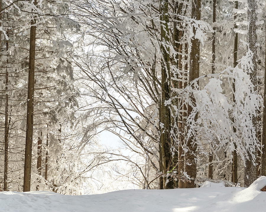 Snow Covered Trees #1 Digital Art by Martha Feustel
