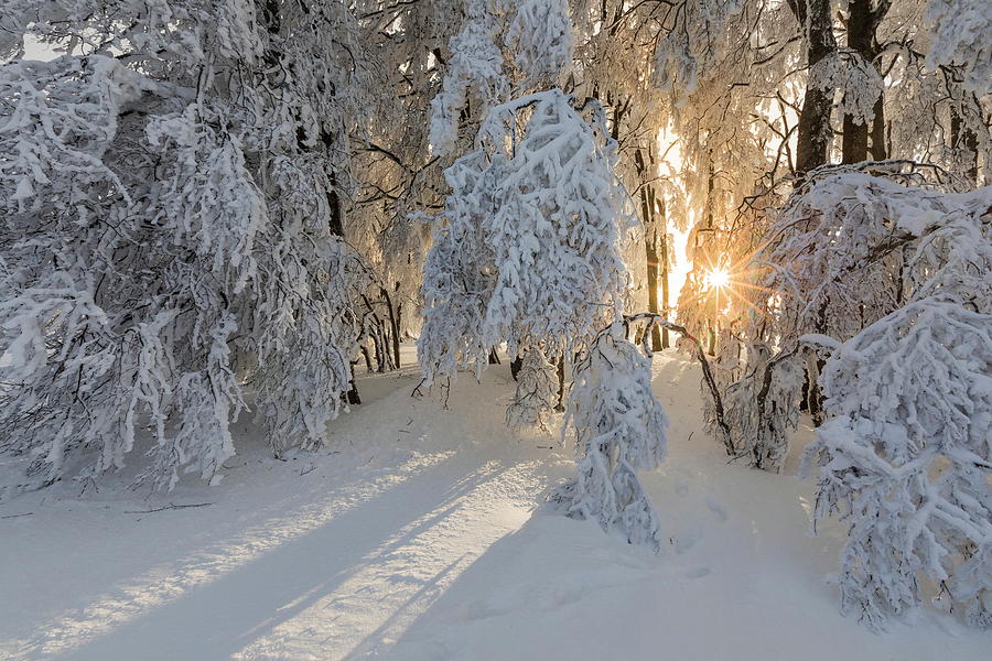 Snow Covered Trees #1 Digital Art by Reinhard Schmid