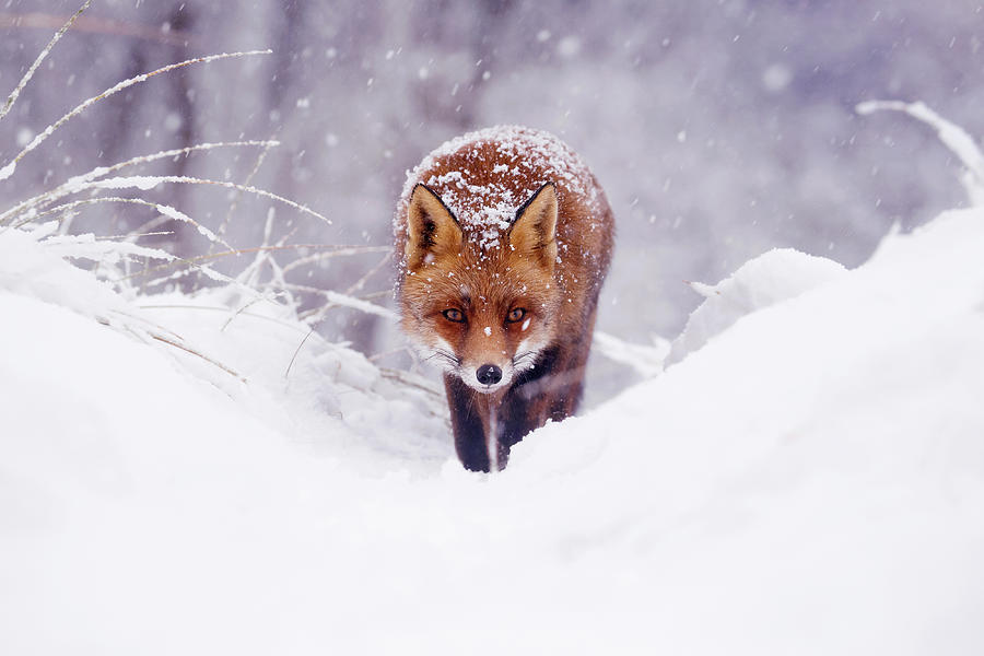 Winter Photograph - Snow Fox Series - The Fox on the Hill #2 by Roeselien Raimond