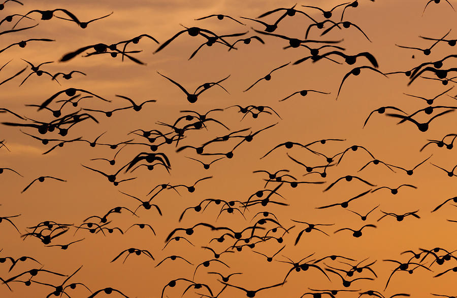 Snow Geese, Bosque Del Apache National #1 Photograph by Mint Images/ Art Wolfe
