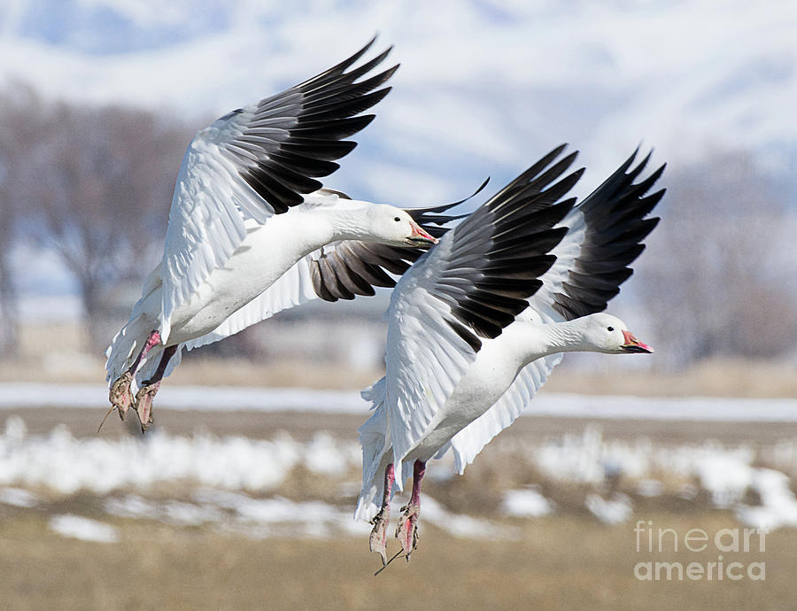 Snow Geese  #1 Photograph by Dennis Hammer