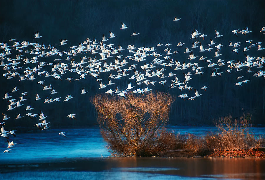 Snow Geese Migration #1 Photograph by Catherine W.