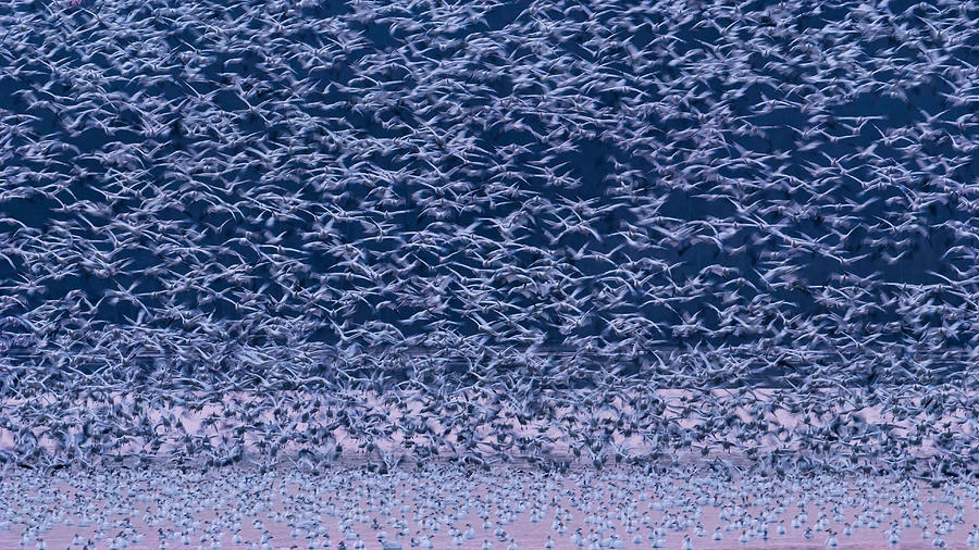 Spring Photograph - Snow Geese #1 by Tao Huang