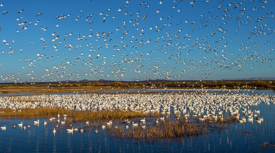 Snow Goose Anser Caerulescens Colony #1 Photograph by Panoramic Images