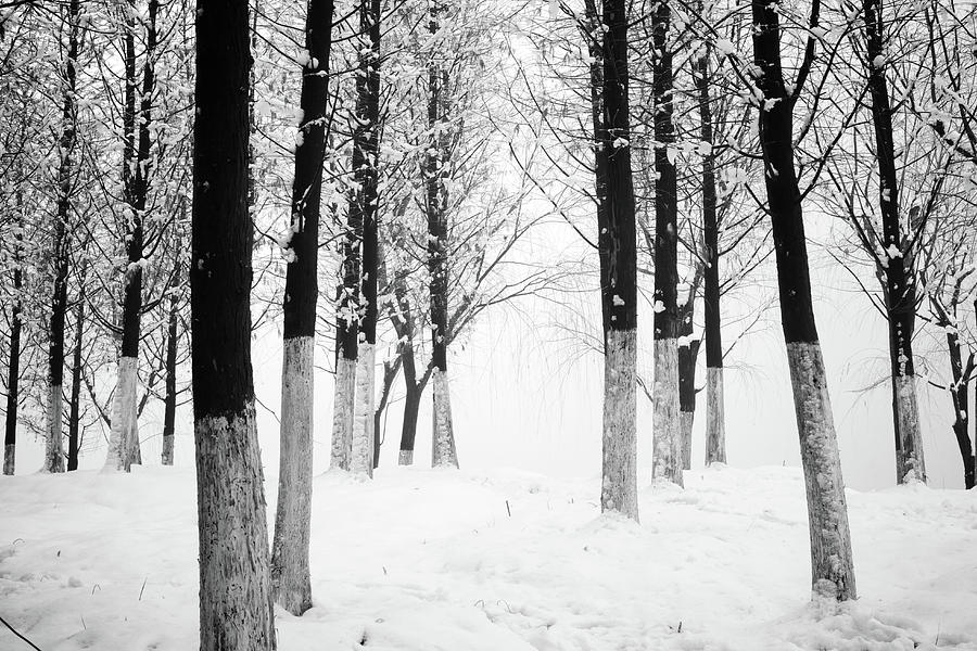 Snow In The Forest #1 Photograph by Huchen Lu