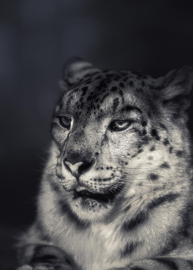 Nature Photograph - Snow Leopard #1 by Alex Zhao