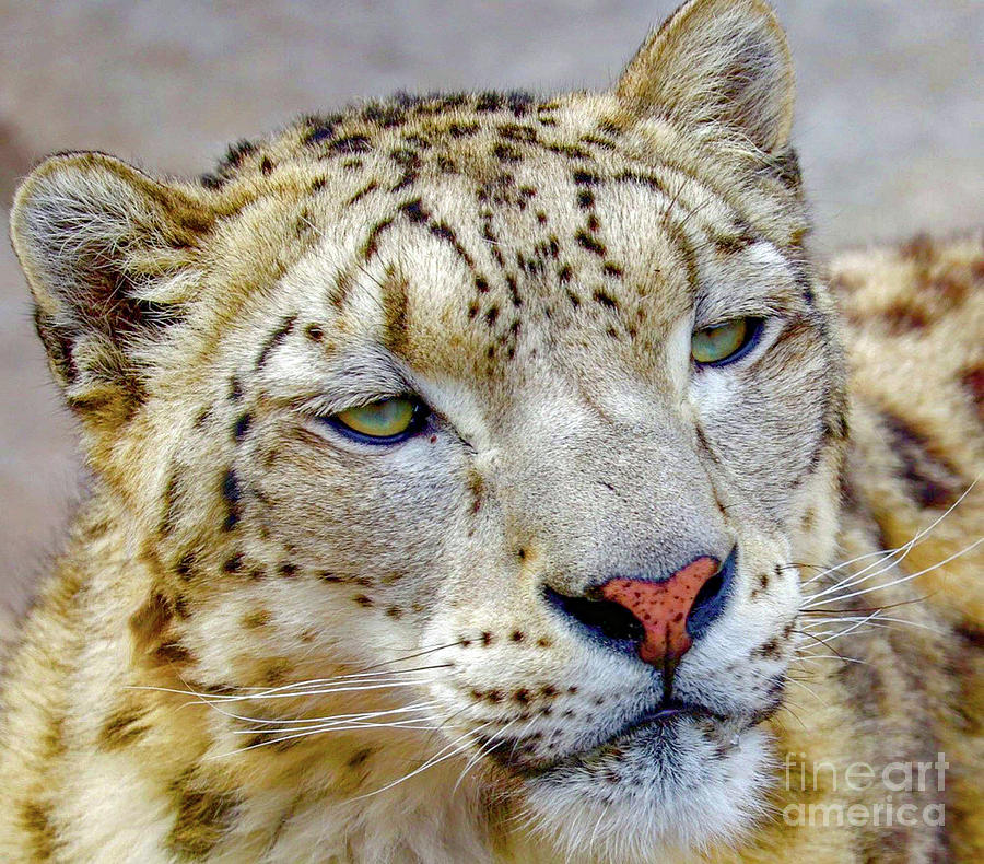 Snow Leopard in a Gaze Photograph by Susan Rydberg