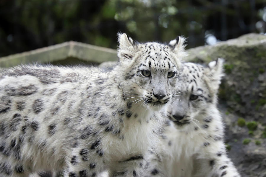 Snow Leopards 5 Photograph by David Stasiak | Fine Art America