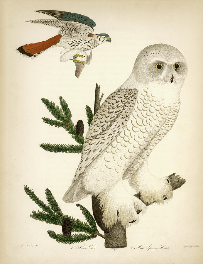 1. Snow Owl. 2. Male Sparrow-Hawk. Mixed Media by Alexander Wilson