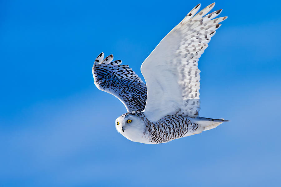 Snow Owl #1 Photograph by Jun Zuo